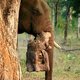 Illustration for article titled Elephants Shoot Excellent Video